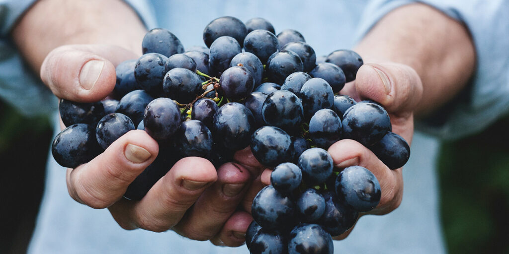 California Wine tasting at Boxcar Bread and Wine in Marylebone